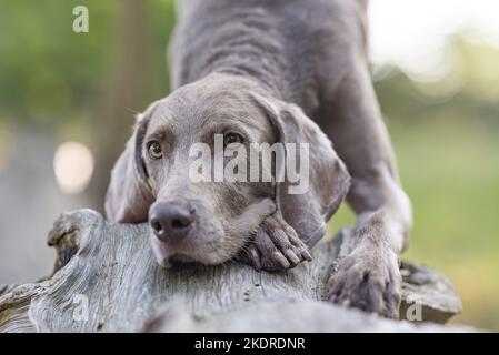 männliche Weimaraner Stockfoto