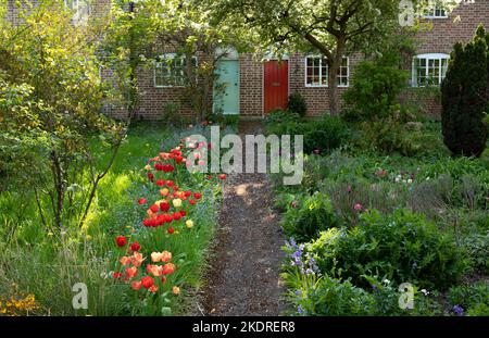 Tulpen wachsen in einem naturalisierten Pflanzschema in einem Vorgarten in Stratford-upon-Avon, Großbritannien Stockfoto