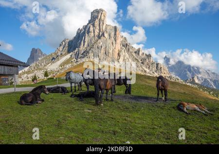 Pferde am Giau Pass mit Gusela-Berg im Hintergrund in den Dolomiten, Provinz Belluno, Italien. Stockfoto