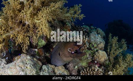 Nahaufnahme von Muränen mit Fischhaken im Mund im Korallenriff Stockfoto