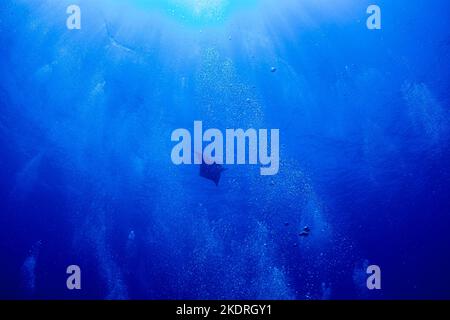 Vorbeifahrende Manta Rochen in blauem Wasser inmitten von Blasen hoch über Tauchern Stockfoto