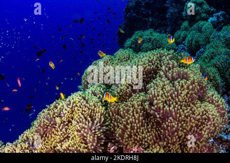 Nemo Clownfisch auf Anemone auf einem Korallenriff mit schwarzem und blauem Hintergrund auf einer Tauchsafari in Ägypten Stockfoto