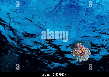 Nahaufnahme einer bunten Qualle im offenen Wasser mit schwarzem und blauem Hintergrund und Sonnenstrahlen Stockfoto
