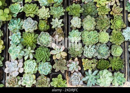 Auf einem Blumenmarkt wurden viele Sukkulenten von Echeveria elegans, Echeveria, Sedum, Graptopetalum (leatherpetal) eingetopft Stockfoto