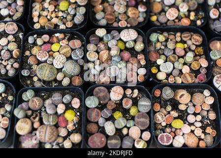 Viele eingetopfte Lithops sukkulenten (Kieselpflanzen oder lebende Steine) Kieselpflanzen oder lebende Steineauf einem Blumenmarkt Stockfoto