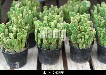 Viele Kakteen von Opuntia microdasys (Engelsflügel, Hasen-Ohren-Kaktus, Hasen-Kaktus oder Polka-dot-Kaktus) auf einem Blumenmarkt Stockfoto