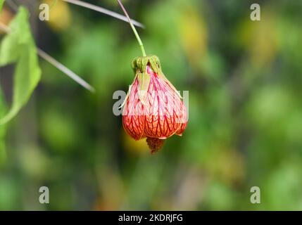 Abutilon pictum oder Abutilon striatum redvene Blume wächst in Da Lat in Vietnam abutilon, rote Vene indische Malbe, rote Vene blühender Ahorn, chinesisch-la Stockfoto