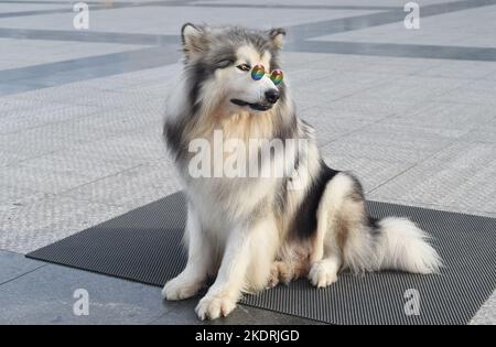 Lustige Alaskan Malamute Hund in Sonnenbrille sitzt in Vietnam, Da Lat Stockfoto