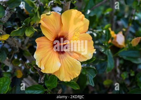 Hibiscus rosa-sinensis, umgangssprachlich als chinesischer Hibiskus bekannt, stieg China Stockfoto