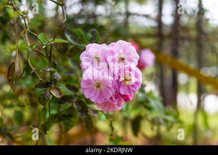 Rosa moschata oder Moschusrosenblüte aus nächster Nähe Stockfoto