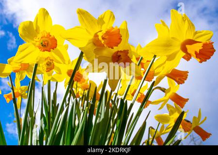 Ein Stapel Tulpen, fotografiert vor einem blauen Himmel mit weißen, flauschigen Wolken Stockfoto