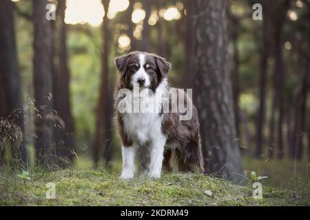 stehende Australian Shepherd Stockfoto