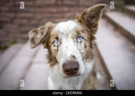 Border-Collie-Portrait Stockfoto
