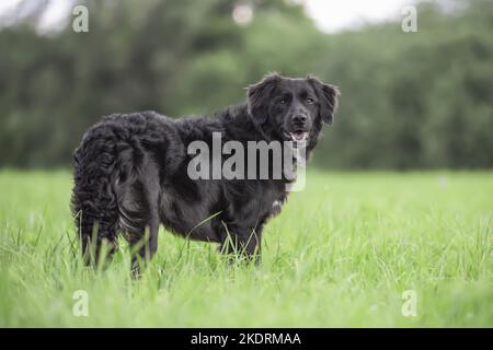 Junger Labradoodle-Mongrel Stockfoto