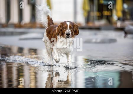 Walking Welsh Springer Spaniel Stockfoto