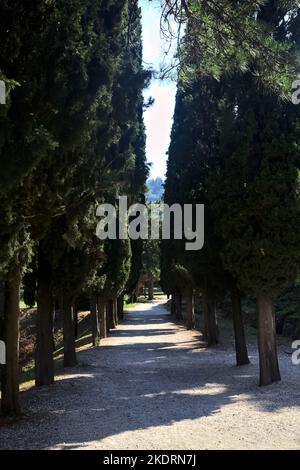 Schotterweg im Schatten, an einem sonnigen Tag von Zypressen in einem Park begrenzt Stockfoto