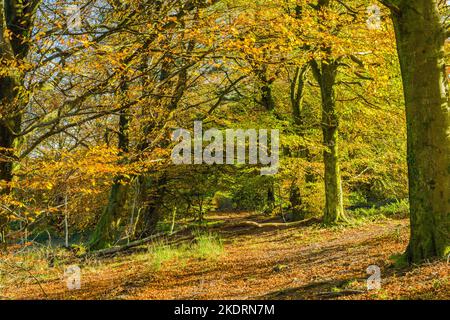 Einer von mehreren Wegen, die in den riesigen Wentwood-Wald in Monmouthshire auf dem hohen Grat, der nach Osten in Richtung Chepstow führt, einfahren und dort wieder herausfahren Stockfoto