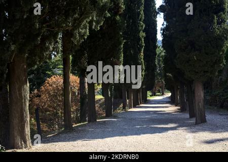 Schotterweg im Schatten, an einem sonnigen Tag von Zypressen in einem Park begrenzt Stockfoto