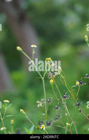 Bidens-Alba-Blume. Bidens wird von einigen als breitgefächertes antimikrobielles Mittel angesehen, das insbesondere gegen Infektionen nützlich ist Stockfoto