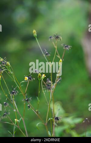 Bidens-Alba-Blume. Bidens wird von einigen als breitgefächertes antimikrobielles Mittel angesehen, das insbesondere gegen Infektionen nützlich ist Stockfoto