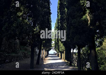 Schotterweg im Schatten, an einem sonnigen Tag von Zypressen in einem Park begrenzt Stockfoto