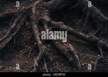 Gruselige Baumwurzeln, die mit Schlamm bedeckt aus dem Boden ragen Stockfoto