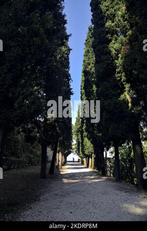 Schotterweg im Schatten, an einem sonnigen Tag von Zypressen in einem Park begrenzt Stockfoto