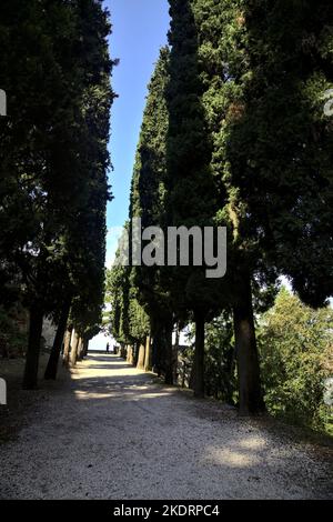 Schotterweg im Schatten, an einem sonnigen Tag von Zypressen in einem Park begrenzt Stockfoto