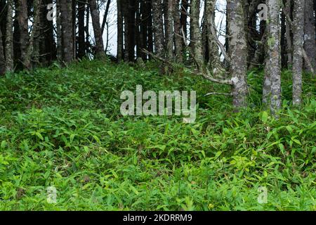 Küstenwald mit Zwergbambus-Unterholz an der Pazifikküste, Kuril-Inseln Stockfoto