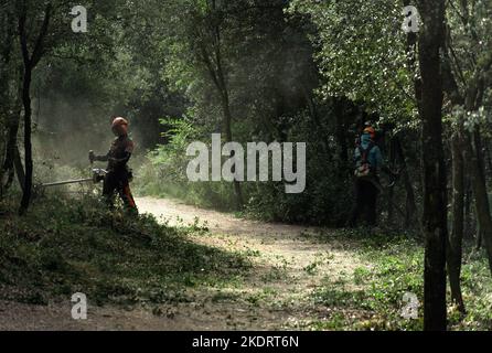 Barcelona, Spanien - 26. Oktober 2022: Zwei Personen, die mit Bürstenschneidern ausgestattet sind, machen einen Weg durch den Wald frei Stockfoto