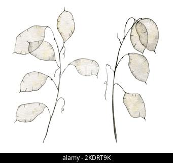 Lunaria zarte getrocknete Blumen auf weißem Hintergrund für Herbarium. Botanical Aquarell Illustration für Hochzeitseinladungen auf isoliertem Hintergrund. Lunar für Poster. Zeichnung in beige und weißen Farben. Stockfoto