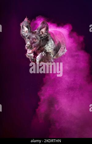 Kleiner Munsterlander Hund mit holi Pulver Stockfoto