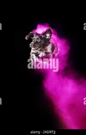 Kleiner Munsterlander Hund mit holi Pulver Stockfoto