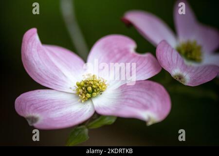 Nahaufnahme von rosa Dogwood-Blüten auf grünem Hintergrund. Frühjahrskonzept. Stockfoto