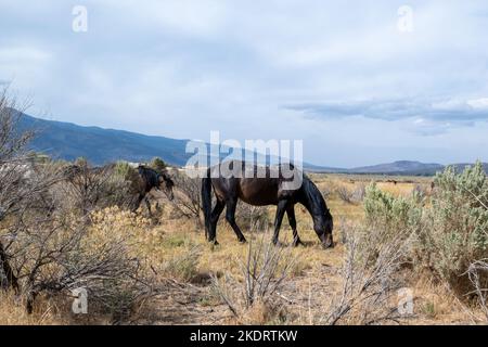 Mustang in der hohen Wüste in Nevada, USA (Washoe Lake), mit Beweidung in der Bucht und einigen Wolken am Himmel Stockfoto