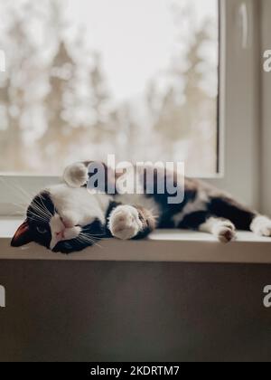 Schwarze Katze mit weißem Hals und Bauch liegt auf einer weißen Kunststoff-Fensterbank mit erhöhten Pfoten auf dem Rücken. Stockfoto