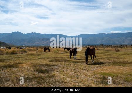 Mustangs in der hohen Wüste in Nevada, USA (Washoe Lake), mit Beweidung in der Bucht und einigen Wolken am Himmel Stockfoto