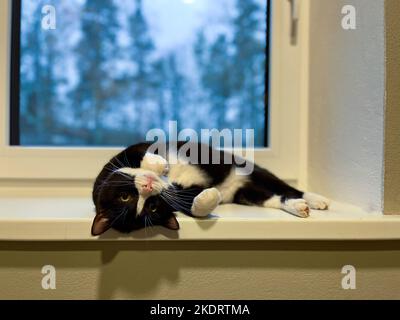 Schwarze Katze mit weißem Hals und Bauch liegt auf einer weißen Kunststoff-Fensterbank mit erhöhten Pfoten auf dem Rücken. Stockfoto