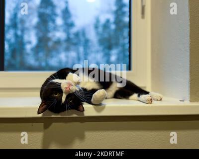 Schwarze Katze mit weißem Hals und Bauch liegt auf einer weißen Kunststoff-Fensterbank mit erhöhten Pfoten auf dem Rücken. Stockfoto