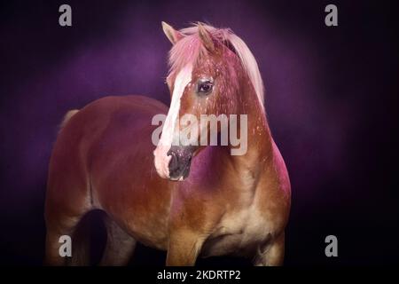 Haflinger mit Holi Pulver Stockfoto