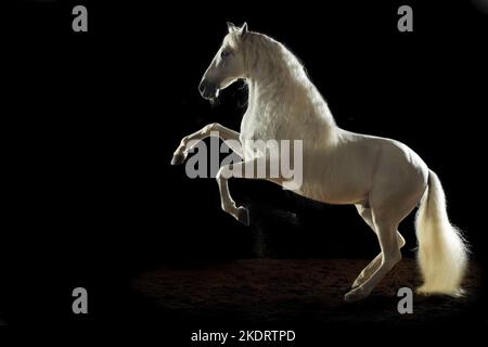 Pura Raza Espanola vor schwarzem Hintergrund Stockfoto