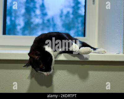 Schwarze Katze mit weißem Hals und Bauch liegt auf einer weißen Kunststoff-Fensterbank mit erhöhten Pfoten auf dem Rücken. Stockfoto