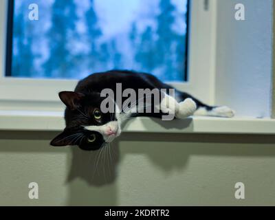 Schwarze Katze mit weißem Hals und Bauch liegt auf einer weißen Kunststoff-Fensterbank mit erhöhten Pfoten auf dem Rücken. Stockfoto