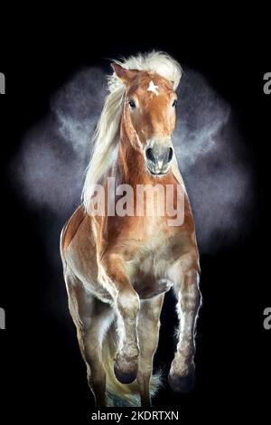 Haflinger mit Holi Pulver Stockfoto