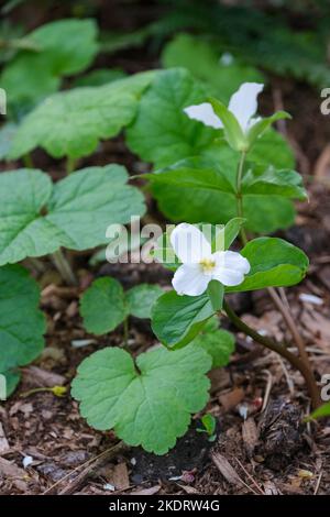 Trillium grandiflorum, der weiße trillium, großblühiger trillium, großer weißer trillium, weißer Wake-Robin oder französisch: Trille Blanc Stockfoto