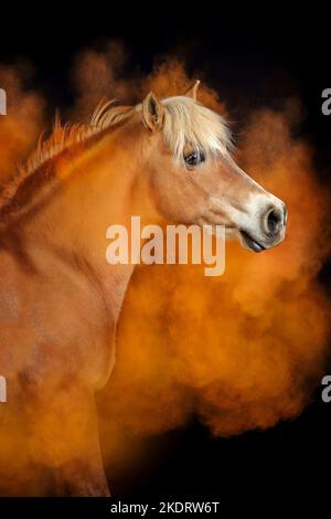 Haflinger mit Holi Pulver Stockfoto