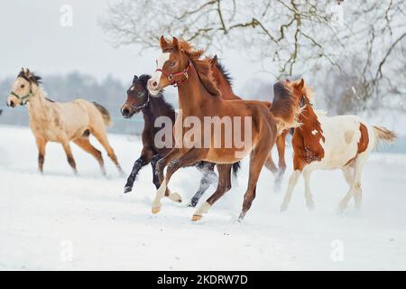 arabische Pferde im Schnee Stockfoto