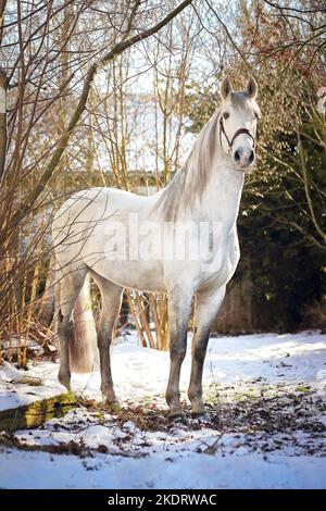 Pura Raza Espanola im Winter Stockfoto