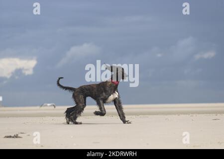 Afghanische ausgeführt Stockfoto