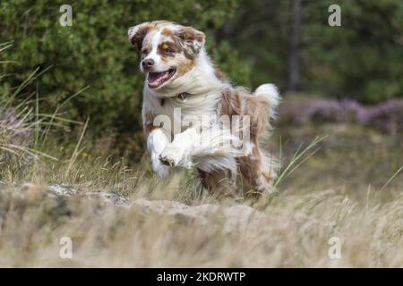 Australian Shepherd ausgeführt Stockfoto